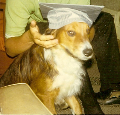 Graduation cap on a dog Dog wearing college graduation cap
