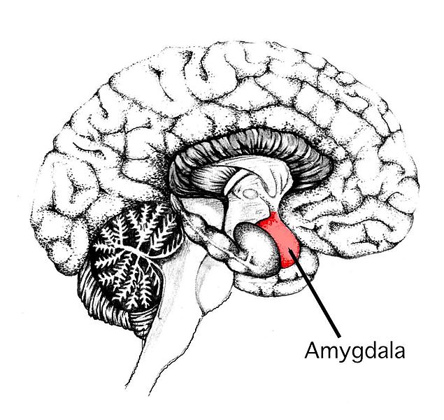 Amygdala - the reason we feel fear