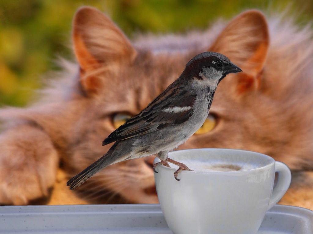 Photo of a cat watching a bird on a cup