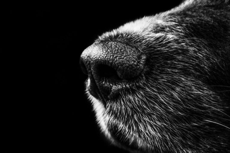 Black and white photo of a dog's snout