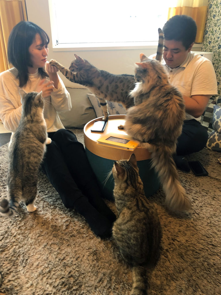 Photo of cat cafe in Japan with two people and a handful of cats